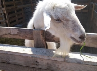 «Вилково – украинская Венеция»